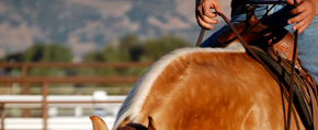 Horse Training Horse Training