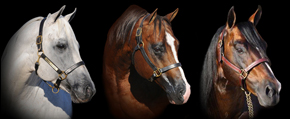 Heritage Ranch Stallions Heritage Ranch Stallions
