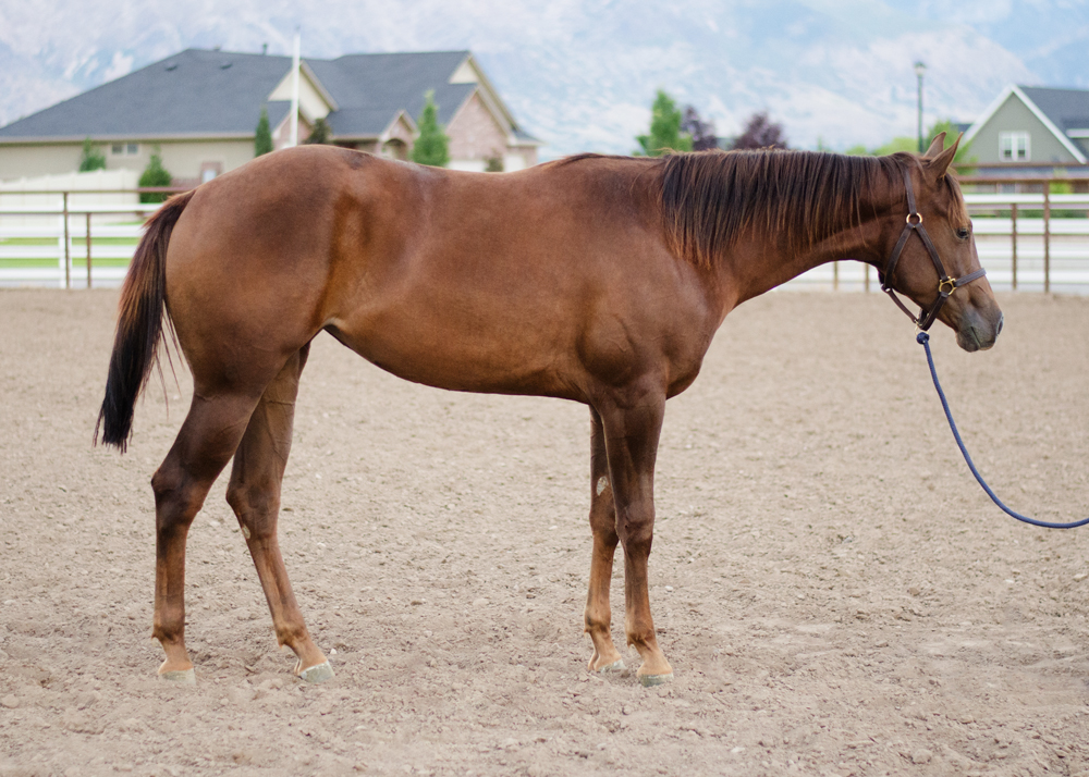 Reining Horses For Sale Western Pleasure Horses For Sale Heritage